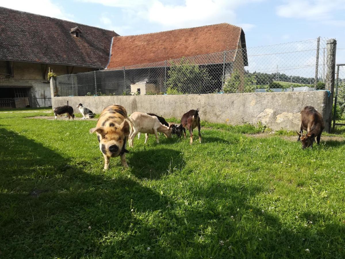 Ferme Les Poneys De La Durme Panzió Chelieu Kültér fotó