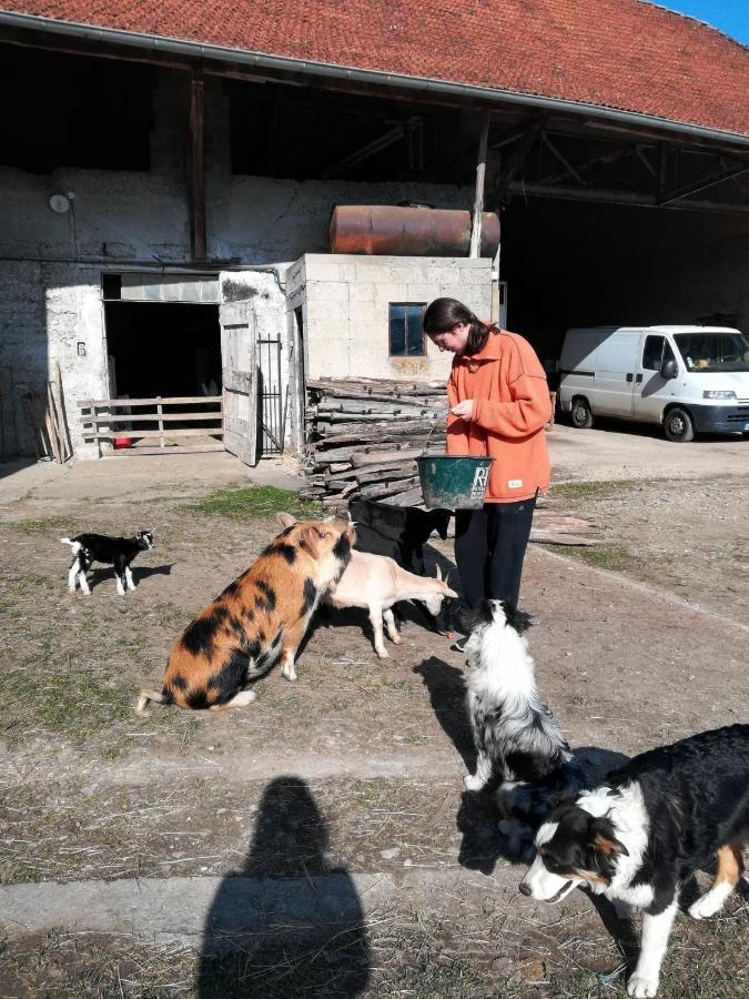 Ferme Les Poneys De La Durme Panzió Chelieu Kültér fotó